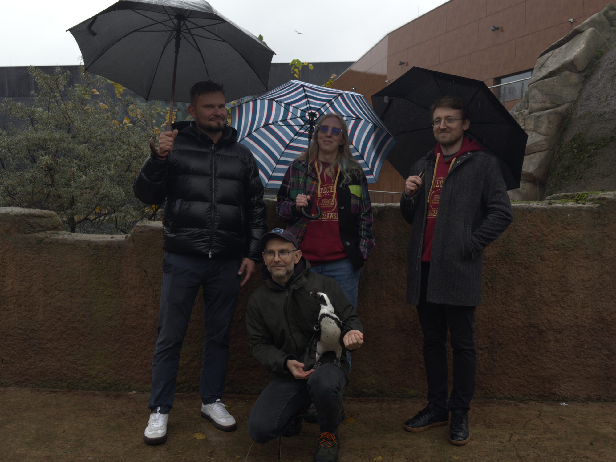 Przełom w ochronie pingwinów. Naukowcy PWr ratują zwierzęta za pomocą AI