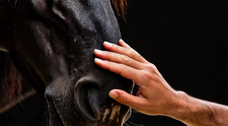Komunikacja zwierząt