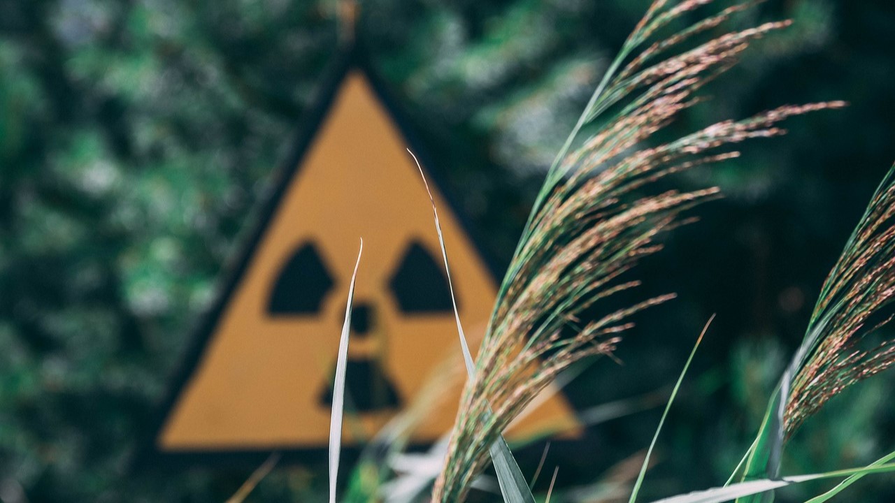 Przyroda w Czarnobylu